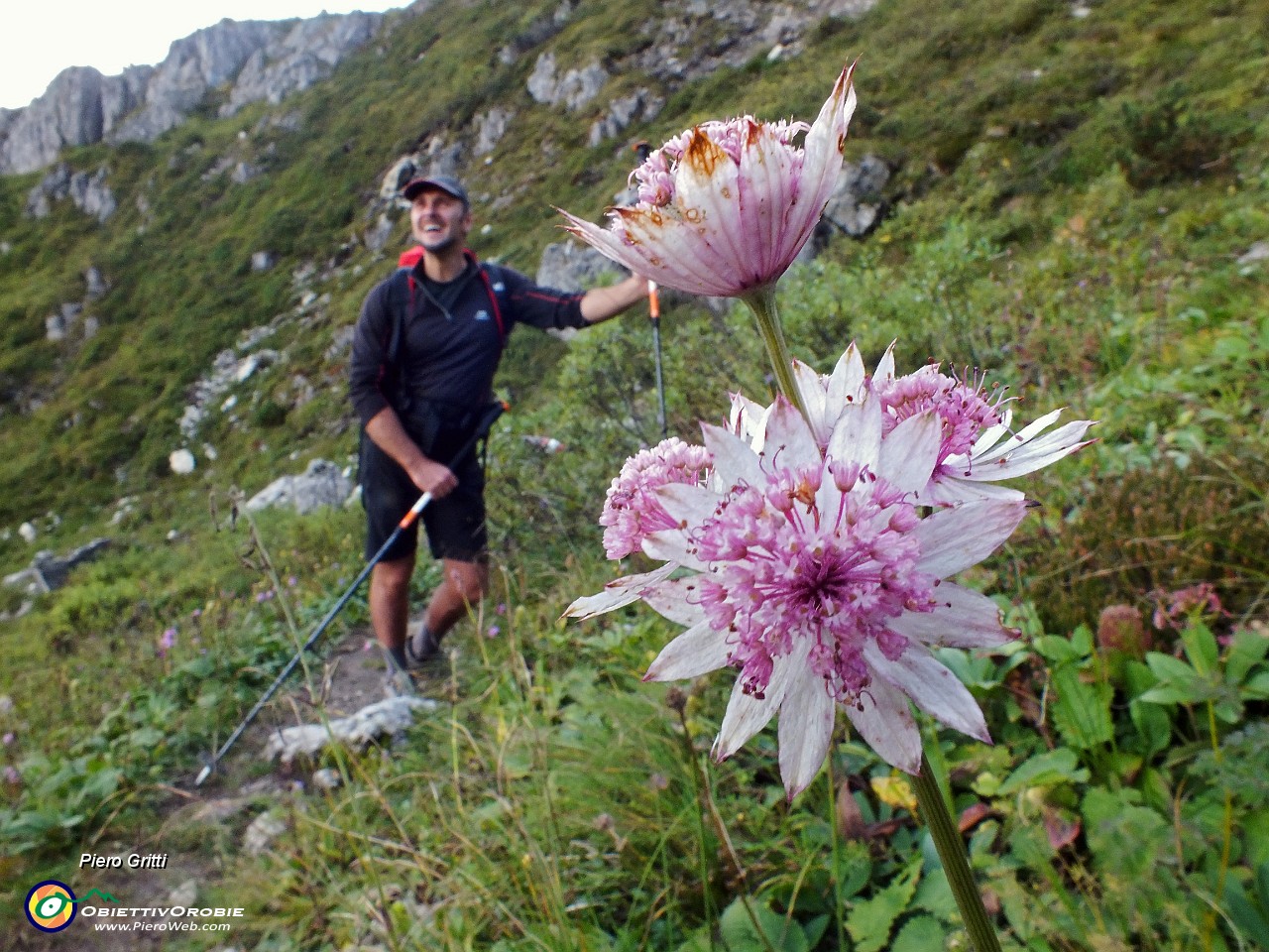 81 Fiore di Astranzia .JPG